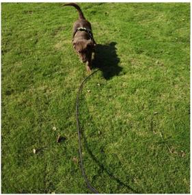 img 1 attached to 🐾 MayPaw Heavy Duty Nylon Dog Leash for Outdoor Training and Recall - Available in Multiple Lengths