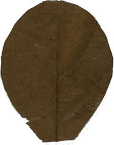 img 2 attached to Premium Catappa Indian Almond Leaves: Boost Immunity for Betta/Shrimp with 🍃 50 Mini 2&#34; Natural Habitat Leaves - Easy to Use, Tannin Producing