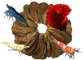 img 1 attached to Premium Catappa Indian Almond Leaves: Boost Immunity for Betta/Shrimp with 🍃 50 Mini 2&#34; Natural Habitat Leaves - Easy to Use, Tannin Producing