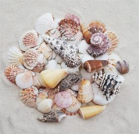 img 4 attached to 🐚 50 Mixed Color Beach Sea Shells: 1"-3.5" Sizes, 1LB - Tumbler Home - Vase Filler - Crafts - Wedding - Home Decor