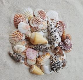 img 1 attached to 🐚 50 Mixed Color Beach Sea Shells: 1"-3.5" Sizes, 1LB - Tumbler Home - Vase Filler - Crafts - Wedding - Home Decor