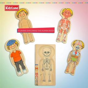 img 3 attached to 🧩 Kidzlane Wooden Body Puzzle for Toddlers - Educational Puzzles for Kids