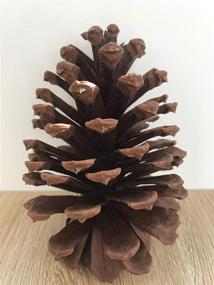 img 2 attached to 🌲 Tall Bulk Package of 12 All-Natural Real Preserved Pine Cones - Ideal Pinecones for Christmas Decor, Hanging Ornaments, Bowl & Vase Fillers - Size Range: 4.3-5.9 inches