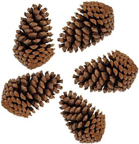 img 3 attached to 🌲 Tall Bulk Package of 12 All-Natural Real Preserved Pine Cones - Ideal Pinecones for Christmas Decor, Hanging Ornaments, Bowl & Vase Fillers - Size Range: 4.3-5.9 inches