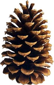 img 4 attached to 🌲 Tall Bulk Package of 12 All-Natural Real Preserved Pine Cones - Ideal Pinecones for Christmas Decor, Hanging Ornaments, Bowl & Vase Fillers - Size Range: 4.3-5.9 inches