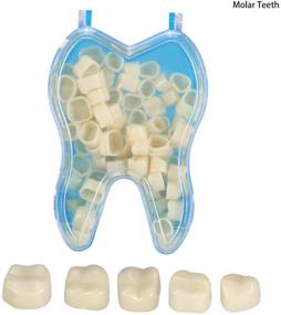 img 2 attached to 🦷 Улучшите свою улыбку с помощью 100 материалов для временной коронки в форме зубов для переднего антенийра и моляровых зубов.
