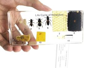img 3 attached to 🐞 Exploring the Fascinating World of Amazingbug Lifecycles: Classroom Specimens for Hands-on Education