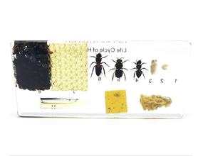 img 2 attached to 🐞 Exploring the Fascinating World of Amazingbug Lifecycles: Classroom Specimens for Hands-on Education