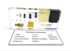 img 4 attached to 🐞 Exploring the Fascinating World of Amazingbug Lifecycles: Classroom Specimens for Hands-on Education