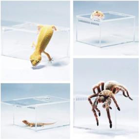 img 1 attached to 🐍 2 Pack Acrylic Reptile Terrarium and Insect Enclosure Tank - Tarantulas, Snails, Spiders, Lizards, Roaches, Isopods, and More - Transparent Mini Critter Keeper and Feeding Box for Invertebrates - Ideal Insect Carrier Habitat