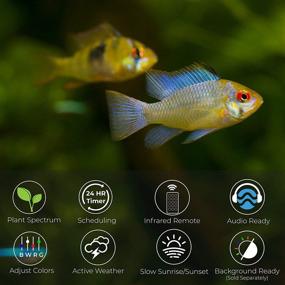 img 2 attached to 🐠 SereneSun LE PRO Freshwater Plant Aquarium LED Light by CURRENT USA with 24 Hour Timer Control, Full Spectrum High Output including 460nm Red, Wireless Remote, and Tall Fish Tank Brackets