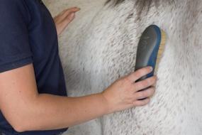 img 2 attached to Efficient Grooming Tool: Oster ECS Soft Grooming Brush for Gentle Pet Care