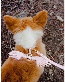 img 2 attached to 🐶 WhaleCreation Pet Collar and Leash Set with Angel's Wings Costumes - Stylish Dog Collar