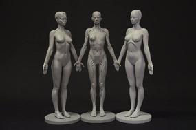 img 4 attached to Female Anatomy Figure Collection Anatomical