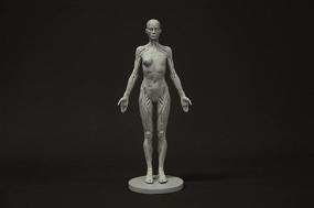img 2 attached to Female Anatomy Figure Collection Anatomical