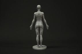 img 1 attached to Female Anatomy Figure Collection Anatomical