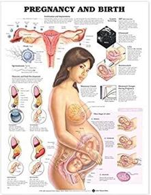 img 1 attached to Anatomical Chart Company 9781587791857 Pregnancy