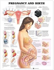 img 2 attached to Anatomical Chart Company 9781587791857 Pregnancy