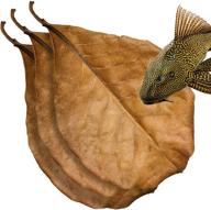 🍂 sungrow indian almond leaves: boost pleco spawning, expedite injury healing, nutrient-rich food, blackwater habitat for catfish, cory, loach logo