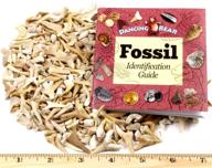 🦈 wholesale bulk shark teeth fossils (1 lb) - grade a, b, and c mix, genuine moroccan, 50-60 million years old (from the paleocene period), authentic shark tooth collection - includes free bonus fossil book & id card logo