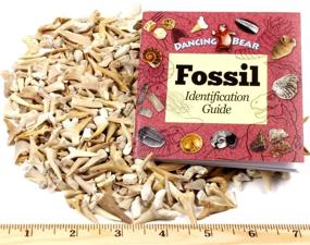 img 4 attached to 🦈 Wholesale Bulk Shark Teeth Fossils (1 lb) - Grade A, B, and C Mix, Genuine Moroccan, 50-60 Million Years Old (from the Paleocene Period), Authentic Shark Tooth Collection - Includes FREE BONUS Fossil Book & ID Card