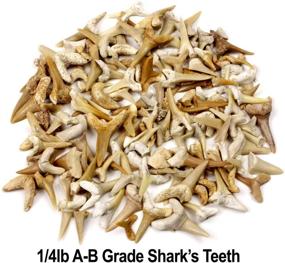 img 3 attached to 🦈 Wholesale Bulk Shark Teeth Fossils (1 lb) - Grade A, B, and C Mix, Genuine Moroccan, 50-60 Million Years Old (from the Paleocene Period), Authentic Shark Tooth Collection - Includes FREE BONUS Fossil Book & ID Card