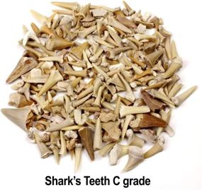 img 2 attached to 🦈 Wholesale Bulk Shark Teeth Fossils (1 lb) - Grade A, B, and C Mix, Genuine Moroccan, 50-60 Million Years Old (from the Paleocene Period), Authentic Shark Tooth Collection - Includes FREE BONUS Fossil Book & ID Card