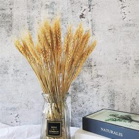 img 3 attached to 🌾 100 Stems of Natural Dried Wheat Sheaves: Perfect for Autumn Arrangements and DIY Home Decor, 17 Inch Length