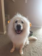 sporer lion mane dog costume логотип