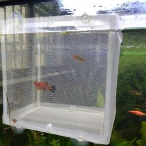 img 3 attached to BOYU Aquarium Fish Breeder Box: A Reliable Isolation & Hatchery Solution