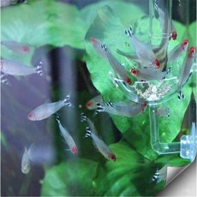 img 1 attached to 🦐 Tfwadmx Shrimp Feeding Dish and Feeder Tube: Transparent Container for Shrimp, Tropical Fish, African Dwarf Frogs - Pack of 2