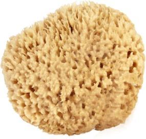 img 4 attached to 🌊 Natural Sea Wool Sponge 5-6" (Large): Bath & Shower Express - Renewable Resource!