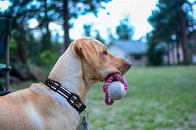 img 2 attached to 🐾 Thin Blue Line Dog Collar: Choose from 2 Stylish Options!