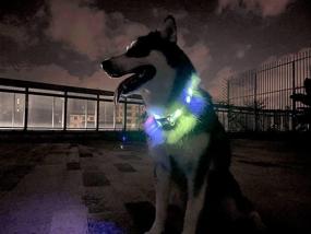 img 2 attached to 🐶✨ Illuminate Your Dog's Night Adventures with the Waterproof LED Dog Collar Light!