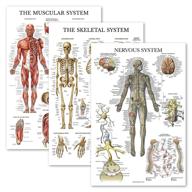 🧠 muscle, skeleton, and nervous system anatomy poster set - muscular and skeletal system anatomical charts (3 pack) - laminated 18" x 27 logo