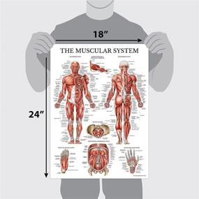 img 3 attached to 🧠 Muscle, Skeleton, and Nervous System Anatomy Poster Set - Muscular and Skeletal System Anatomical Charts (3 Pack) - Laminated 18" x 27