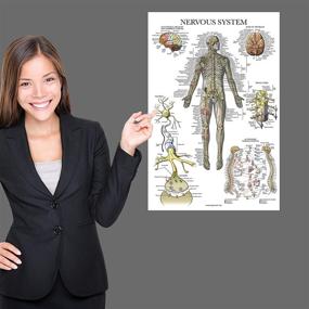 img 1 attached to 🧠 Muscle, Skeleton, and Nervous System Anatomy Poster Set - Muscular and Skeletal System Anatomical Charts (3 Pack) - Laminated 18" x 27
