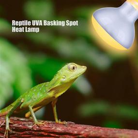 img 2 attached to 🦎 Reptile Heat Lamp Bulb Light - UVA Basking Spot Daylight Heat Lamp 2 Pack for Reptiles, Amphibians, Lizards, Tortoises, Bearded Dragons & Hedgehogs