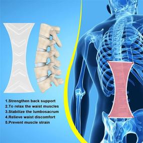 img 3 attached to 🩺 Lumbar Support Belt by Sirabe - Adjustable Bionic Spine Support for Back Pain, Sciatica, Scoliosis - Ideal Back Brace for Herniated Disc - Suitable for Men/Women at Work (L)