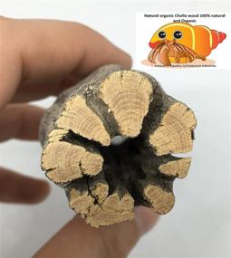 img 2 attached to 🌿 Premium Aquatic Cholla/Choya Wood 6” - Ideal for Shrimp Habitat, Hermit Crabs, Plecos - pH Lowering, Hiding Spots, and Chew Toys - Thorn-Free, Dried Organic Material - 3 Piece Set