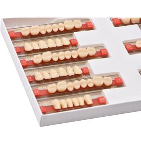 img 2 attached to 🏻 84-Piece Denture Set with Synthetic Resin Teeth- Perfect for Halloween Horror Themed Events- A3 Size