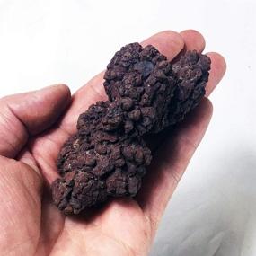 img 3 attached to 🌞 SUNNYHILL Coprolite Natural Fossilized Dung Stone Specimen 1.5-4" Length, 0.35 LB Weight - Authentic Prehistoric Mineral