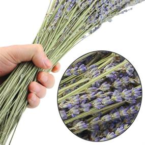 img 2 attached to Oopsu 200 Pcs 100% Natural Dried Lavender Flowers: Perfect for DIY Floral Arrangements, Home Decor, Party & Wedding!