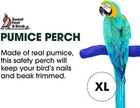 img 1 attached to 🐦 Optimized Sweet Feet and Beak Safety Pumice Perch for Birds: Genuine Pumice for Nail and Beak Trimming, Foot Health Promotion - Safe, Non-Toxic, Ideal for Bird Cages