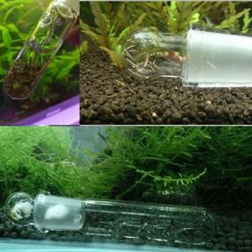 img 1 attached to 🪰 Clear Glass Planaria Trap for Aquarium Supplies – Ideal for Capturing Planaria, Leeches, and Cherry Shrimp