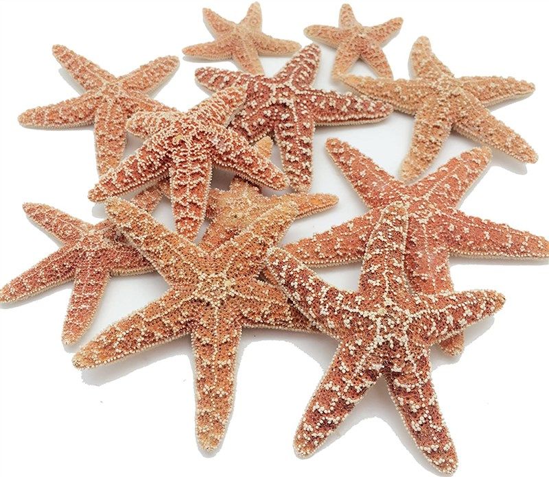 Sugar Starfish, 4 - 6 inch Large Starfish, Sea Star, Starfish Decor, Aquarium Decor, Fish Tank Decor, Starfish for Crafts, Christmas Ornaments, Real S