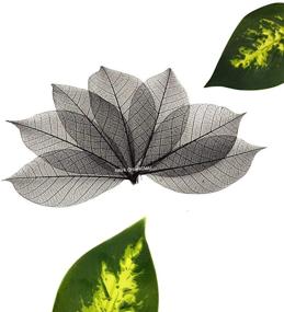 img 3 attached to 🍂 NAVA CHIANGMAI Rubber Tree Leaves - Pack of 100 Skeleton Leaves: DIY Craft Decorations for Scrapbooking, Handmade Cards, and Embellishments (Black)