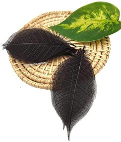 img 1 attached to 🍂 NAVA CHIANGMAI Rubber Tree Leaves - Pack of 100 Skeleton Leaves: DIY Craft Decorations for Scrapbooking, Handmade Cards, and Embellishments (Black)