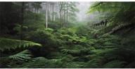 ๐ฒ foggy forest terrarium background - green tree reptile habitat, tropical rainforest aquarium decor - durable polyester, seo-friendly logo