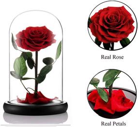 img 1 attached to Eternal Rose in Glass Dome - Large Red, Ideal Gift for Her on Thanksgiving, Christmas, Valentine's Day, Birthday or Mother's Day